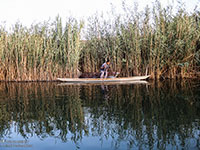 Shadegan